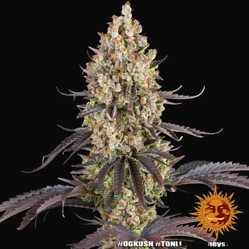 OG Kush — zdjęcie 2
