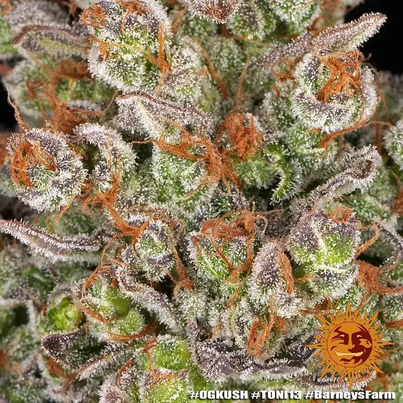 OG Kush — zdjęcie 3