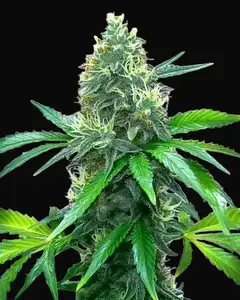 OG Kush