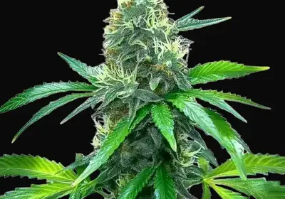 OG Kush