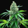 OG Kush
