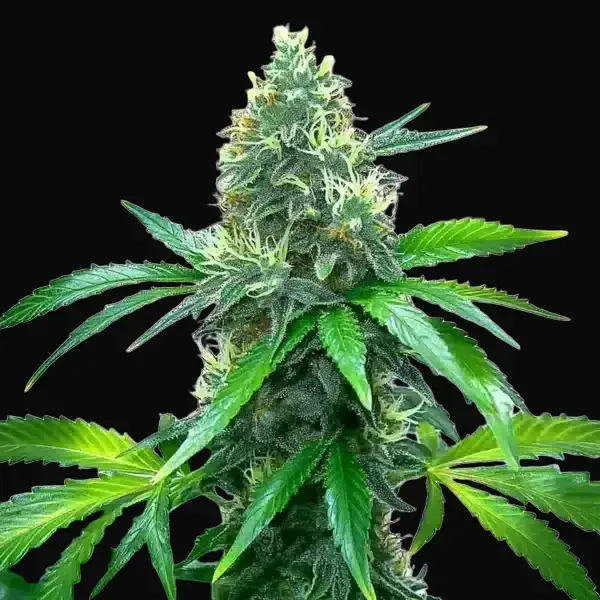 OG Kush