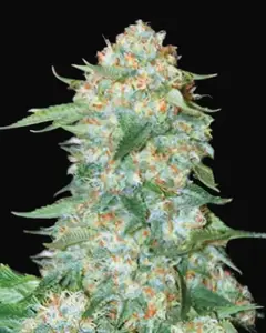 OG Kush