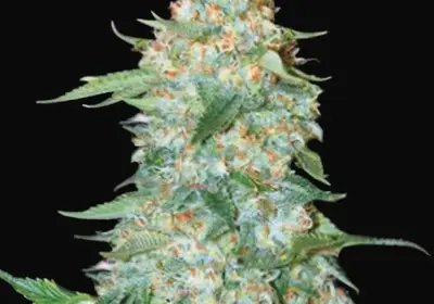 OG Kush