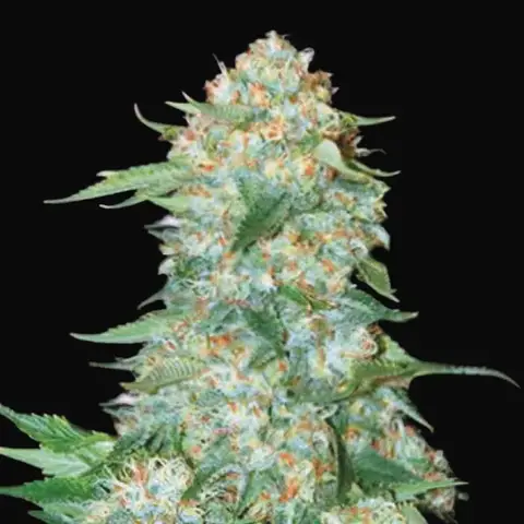 OG Kush
