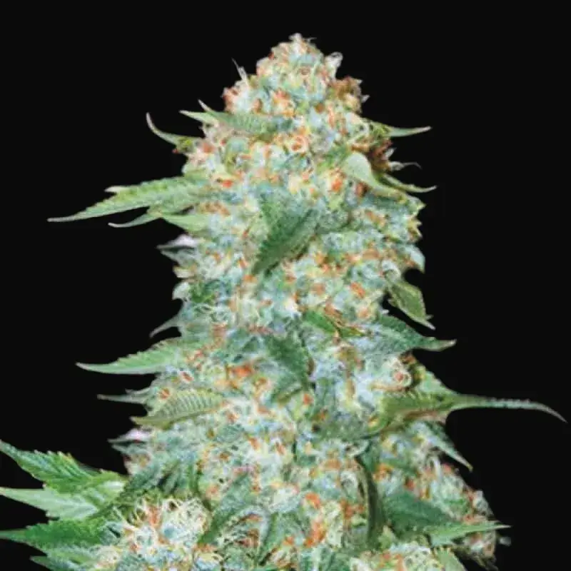 OG Kush