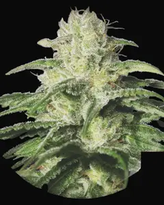 OG Kush CBD