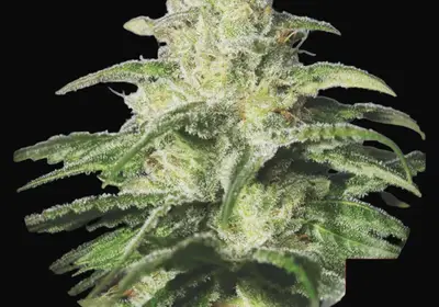 OG Kush CBD