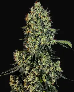 OG Kush Feminized