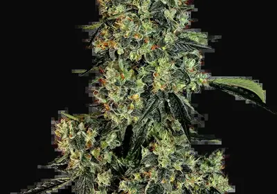 OG Kush Feminized
