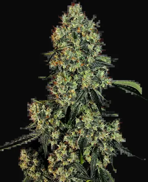 OG Kush Feminized