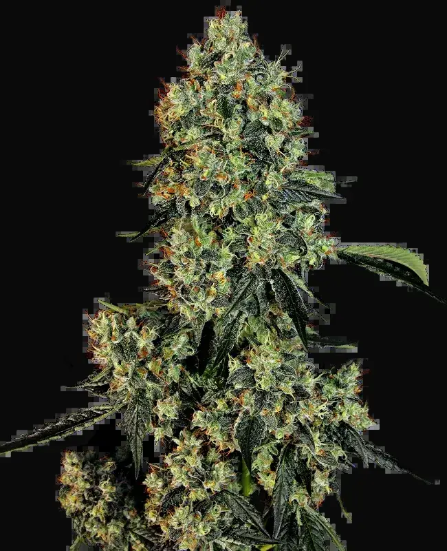 OG Kush Feminized