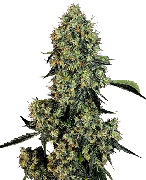 OG Kush Feminized