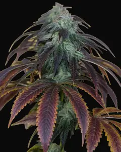 OG Kush
