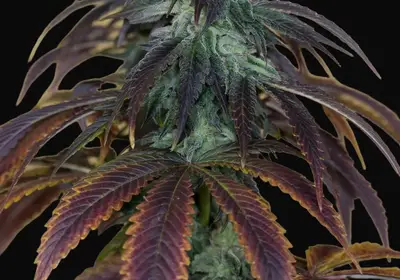 OG Kush