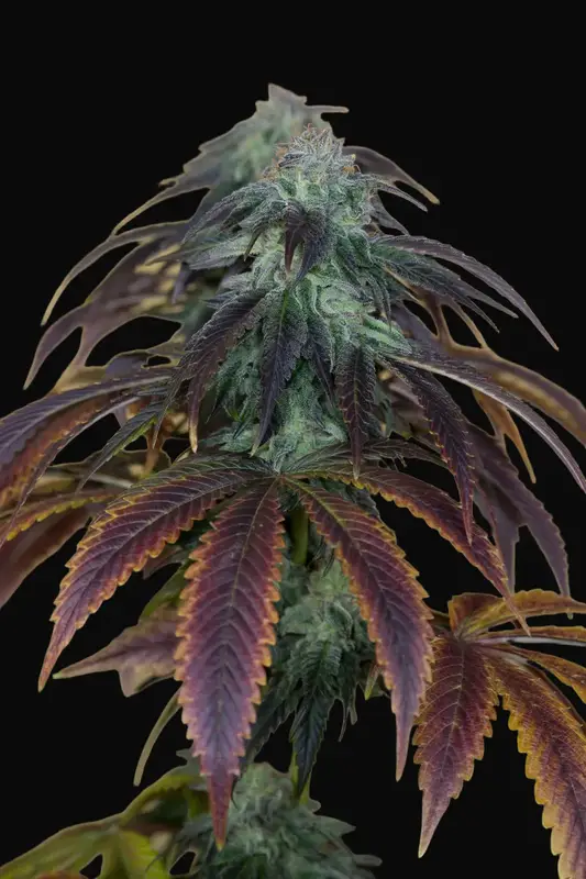 OG Kush