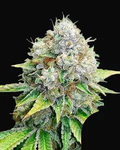 OG Kush