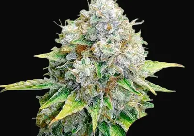 OG Kush