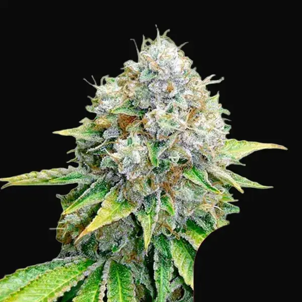 OG Kush