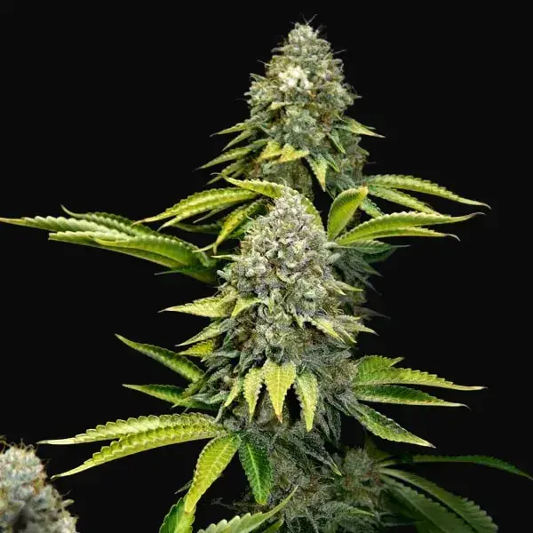OG Kush — zdjęcie 2