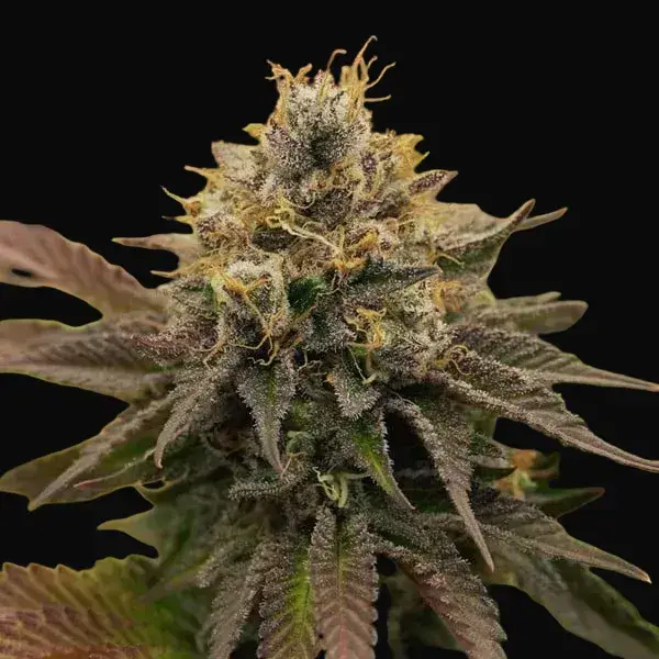 OG Kush — zdjęcie 8