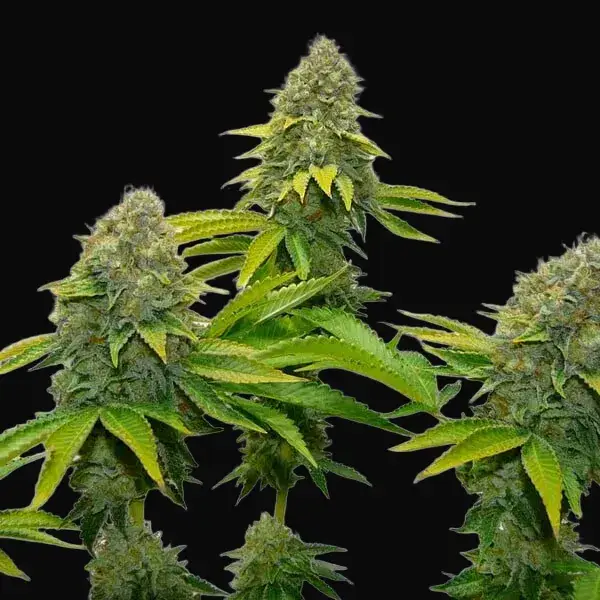 OG Kush — zdjęcie 6