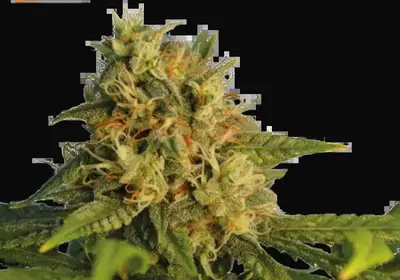 O.G. Kush