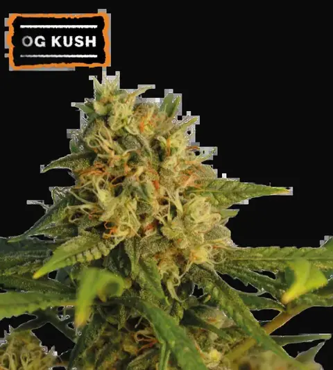 O.G. Kush