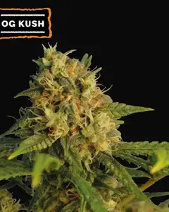 O.G. Kush