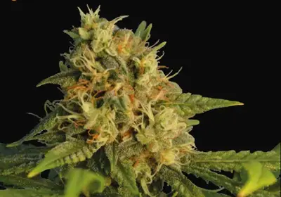 O.G. Kush