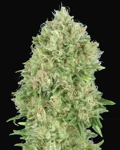 OG Kush SFV