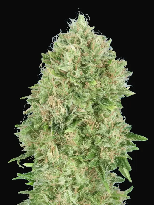OG Kush SFV