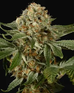 OG Kush