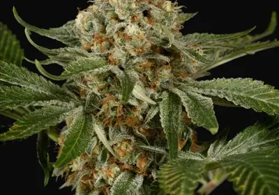 OG Kush