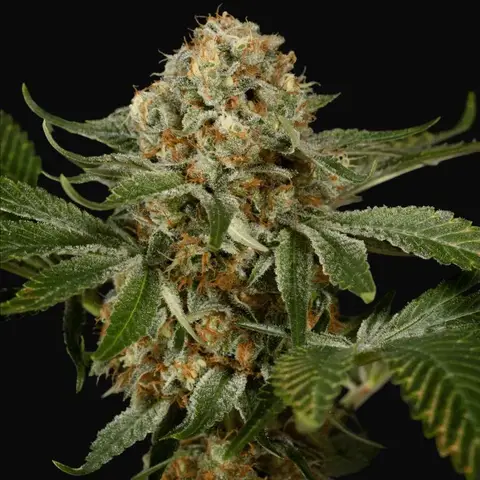 OG Kush
