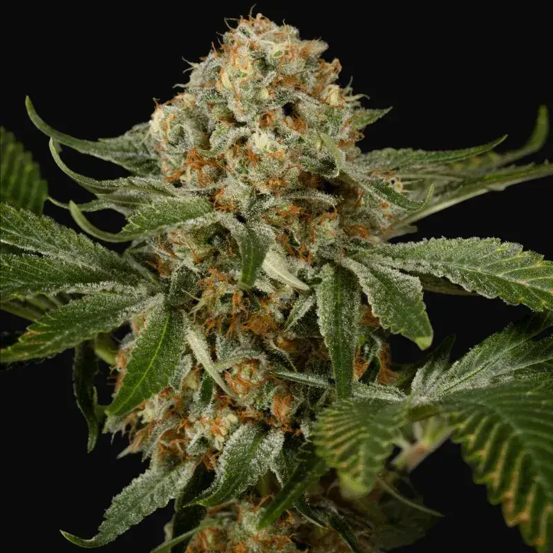 OG Kush