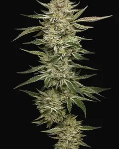 OG Triploid Auto