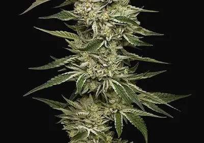 OG Triploid Auto