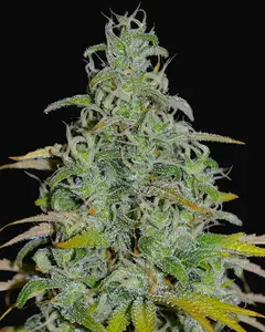 OG13