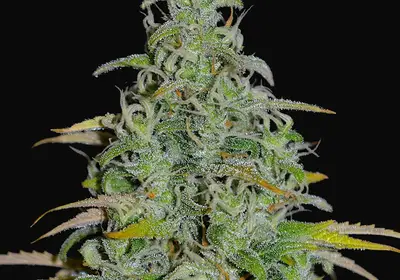 OG13