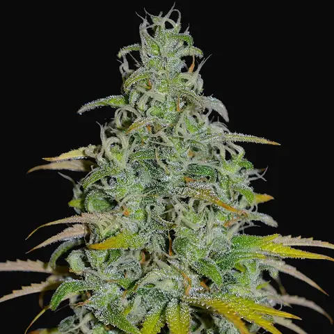OG13