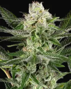 O’Gezuz Feminized