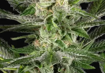 O’Gezuz Feminized