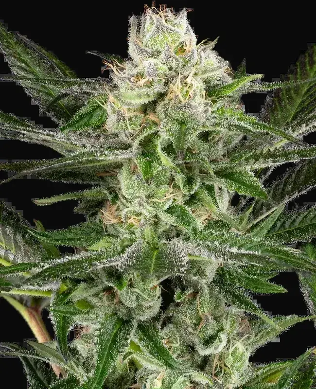 O’Gezuz Feminized