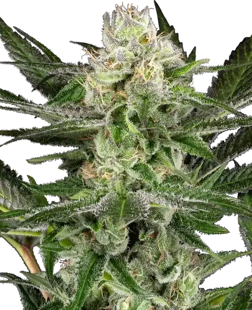 O’Gezuz Feminized