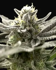 OGKZ Auto