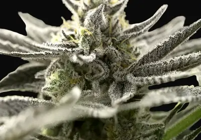 OGKZ Auto