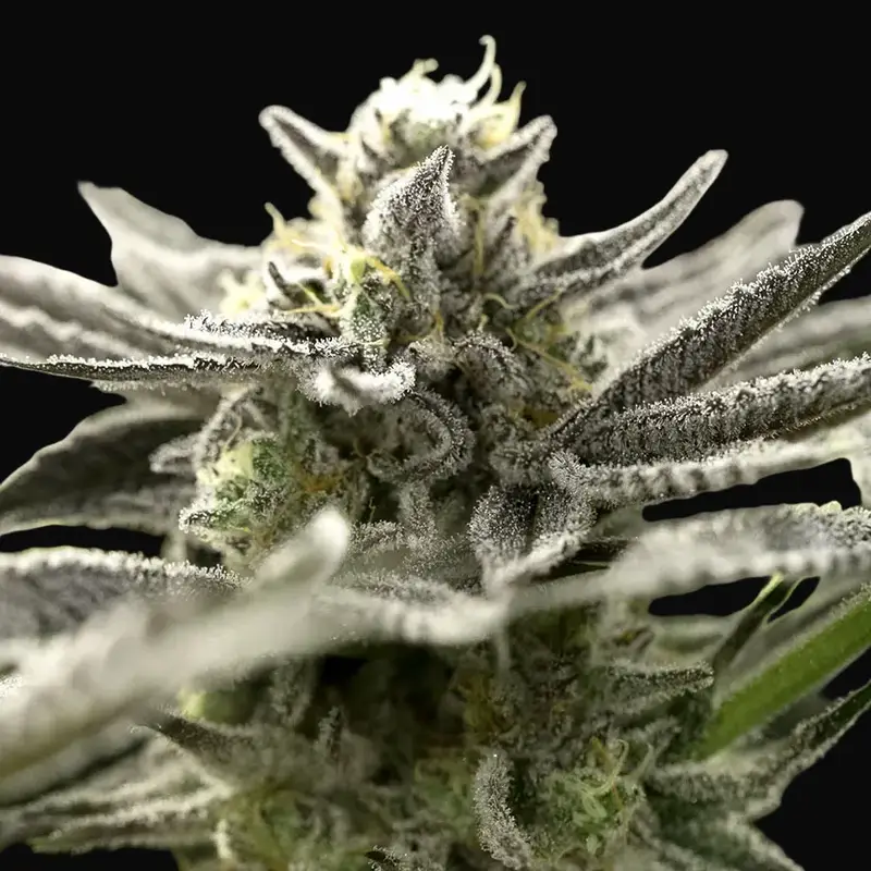 OGKZ Auto