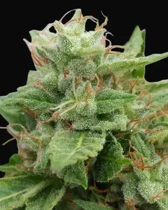 Ogre Auto