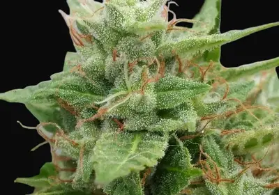 Ogre Auto